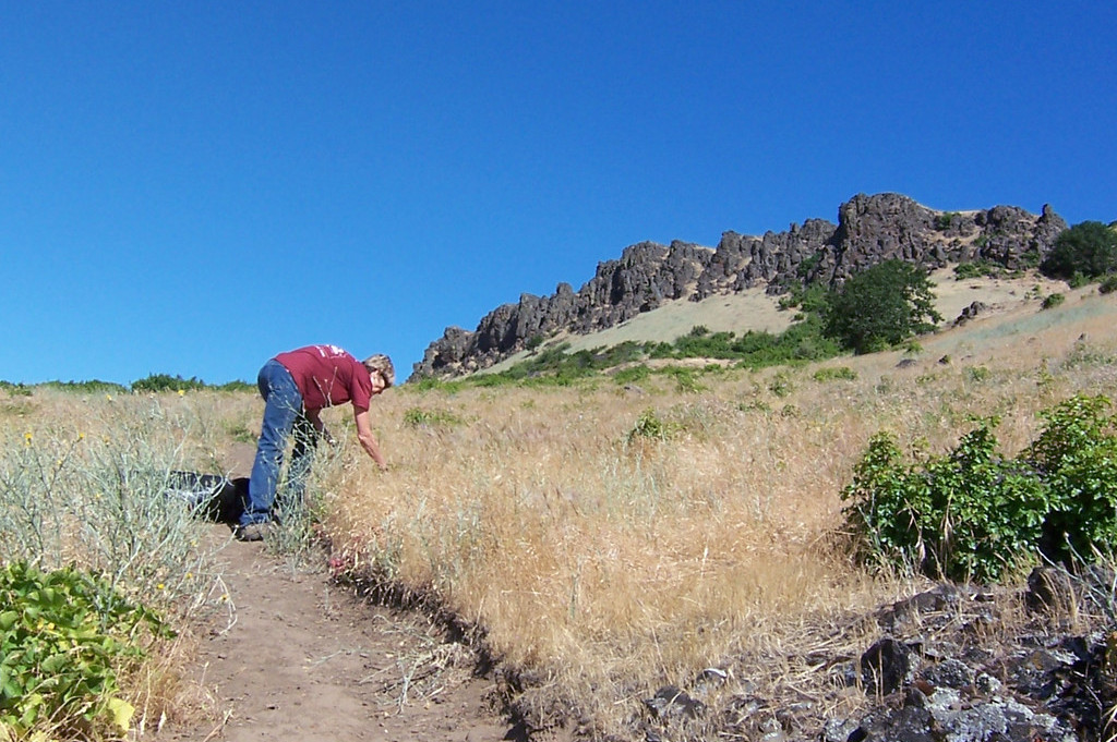 Lyle Cherry Orchard Native Planting & Seeding, WA